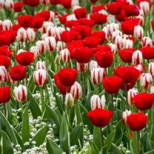 Virnha Virnha profile icon