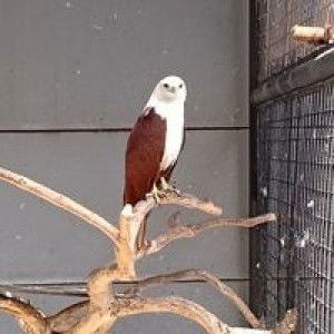 Kiiyyaa Scarlet profile icon