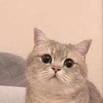 abila ramadkun profile icon