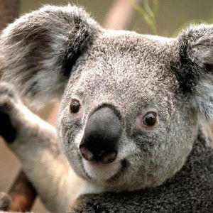 Tiyya Imani profile icon