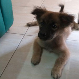 Erika Bellani profile icon