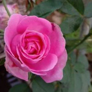 La Tahzan profile icon