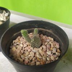 Lia Qurrotul Aini profile icon