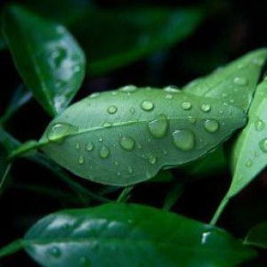 Ulfia Hamidah profile icon