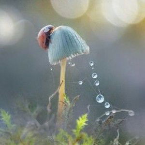 Umi Amelia (Amelia) profile icon