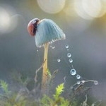 Umi Amelia (Amelia) profile icon