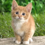 Fitri Dhillah profile icon