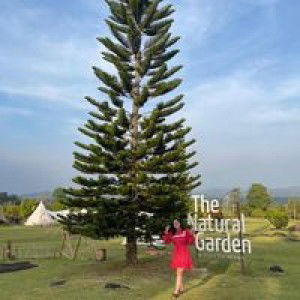 Kloyjai Suphakorn profile icon