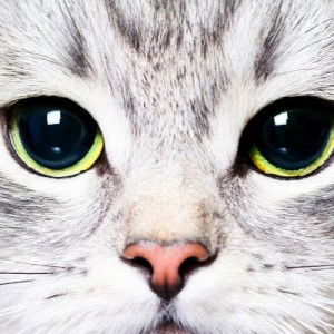 DINA ADRALES profile icon