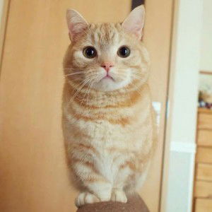 puan tyzarose profile icon