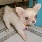 อัญชุลี เกษมกุล profile icon