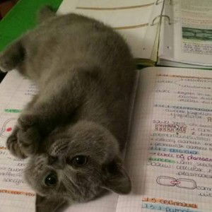 nur fatihah farhana profile icon