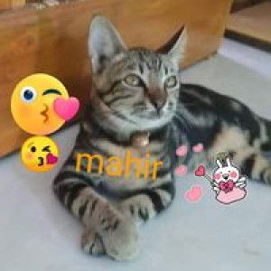 Cahaya Terang profile icon