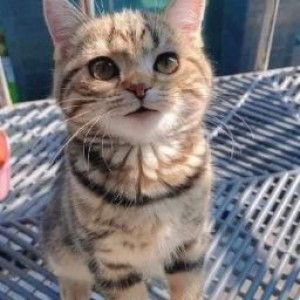 Mamamel Babypel profile icon