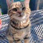 Mamamel Babypel profile icon