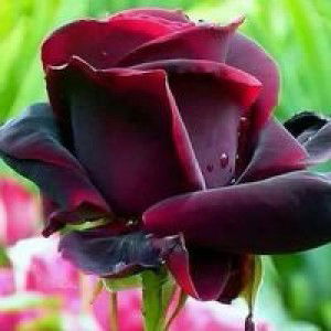 كامسورينا جانتان profile icon