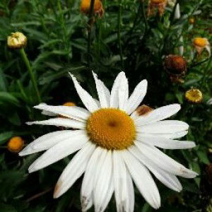 Siti Nikmatul Azizah profile icon