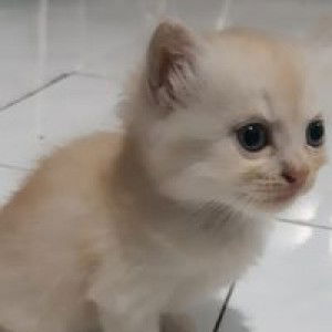 Nuramalia Ratnasari profile icon