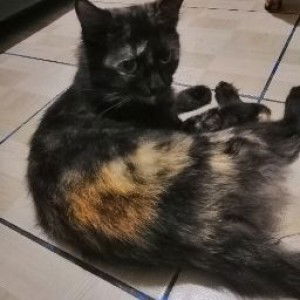 Didie Anyl profile icon