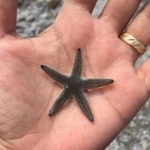 Elma Risti profile icon