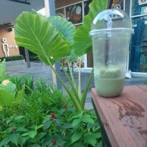 ชา เขียว profile icon