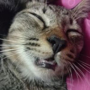 Pupu Pay profile icon