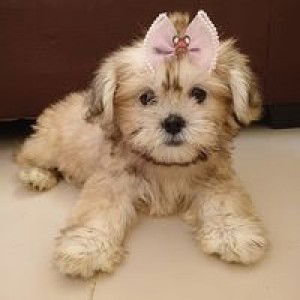 Cristina Piedad-Caballero profile icon