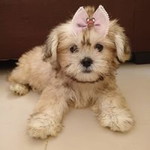 Cristina Piedad-Caballero profile icon