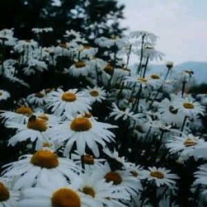 Balqis Binti Ridwan profile icon