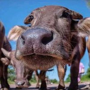 Pathiya Theerawut profile icon