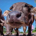 Pathiya Theerawut profile icon