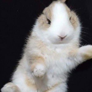 Trisha Shy profile icon