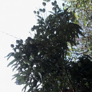 Lizca Nababan profile icon