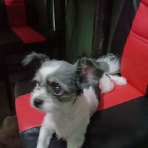 매야스 profile icon