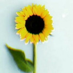 Ummu Maryam profile icon