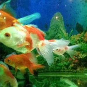 IspelAyank profile icon