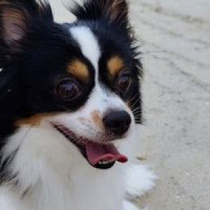 Ghe Lai profile icon