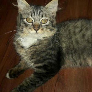 Tiada nama profile icon