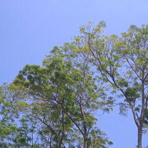 Ninna Theresia profile icon