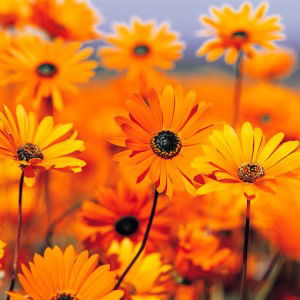 Mama El profile icon