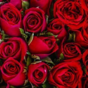 peace love happiness profile icon