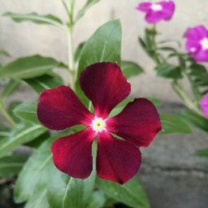 Ardhana Rikhwari profile icon