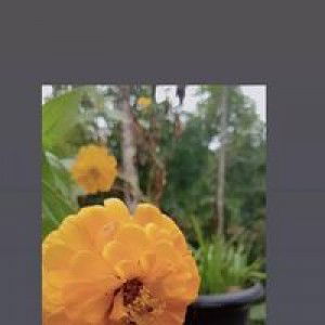 Rika Rahayu profile icon