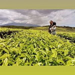 Mario Tri Satria profile icon