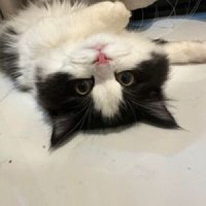 KyKy Sengdeuan profile icon