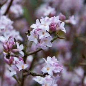 Aina Nurina profile icon