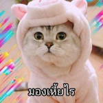 ป๊อป profile icon