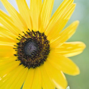 Nadhifatuz Zahro profile icon