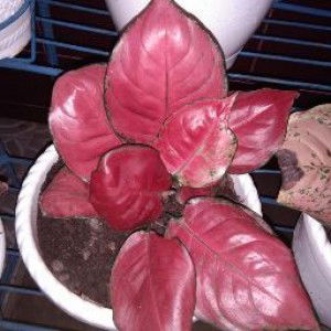 Ami Sfr profile icon