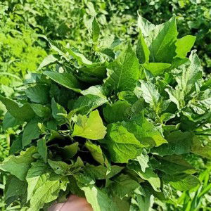 ชลิตา เลายี่ปา profile icon